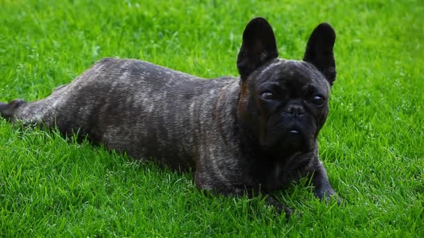 Zwarte Franse Bulldog Tuin — Stockvideo