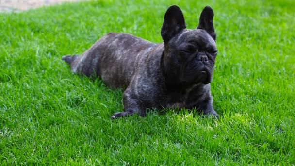 Black French Bulldog Garden — Stock Video