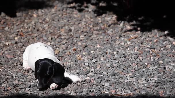Taman Musim Panas Dachshund Dog — Stok Video