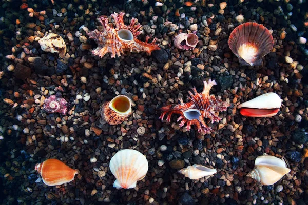 Doğa Deniz Kabuğu Taşlar Arka Plan — Stok fotoğraf