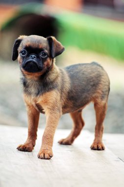 Griffon bebek köpek Bahçe