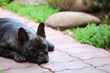 Siyah Fransız Bulldog Bahçe 