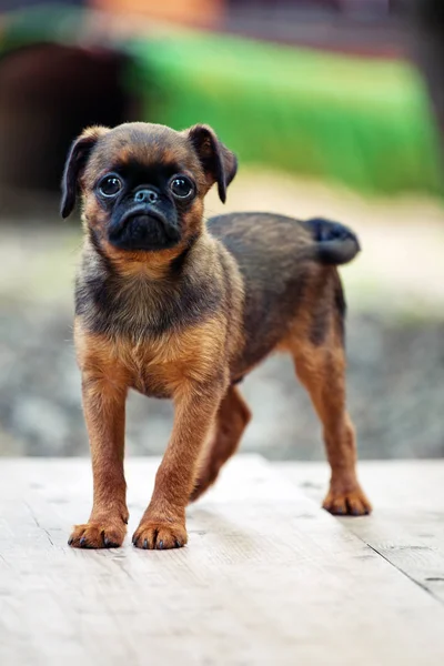 Griffon Baby Hund Trädgård — Stockfoto