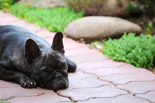Siyah Fransız Bulldog Bahçe 