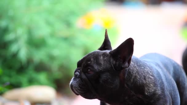 Zwarte Franse Bulldog Tuin — Stockvideo