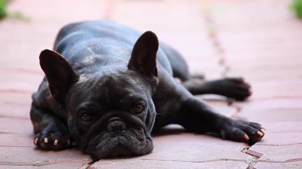 Jardim Bulldog Francês Preto — Vídeo de Stock