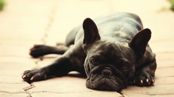 Czarny French Bulldog Ogród — Wideo stockowe