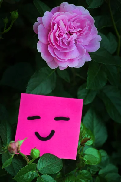 Pink Rose Paper Garden — Stock Photo, Image