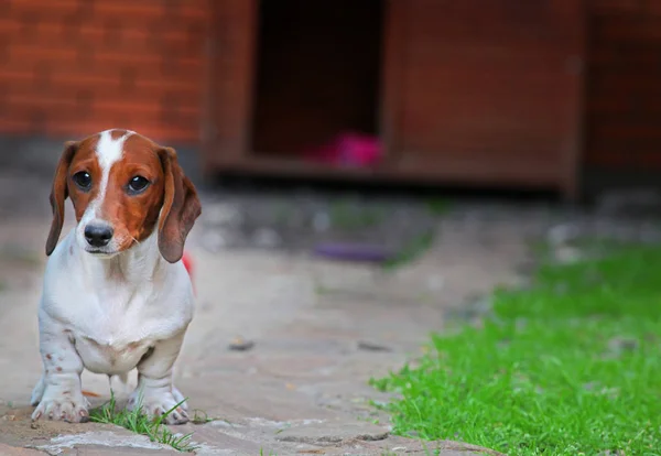 Dackel Hund Sommergarten — Stockfoto