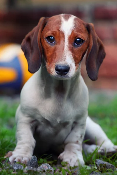 Dackel Hund Sommergarten — Stockfoto