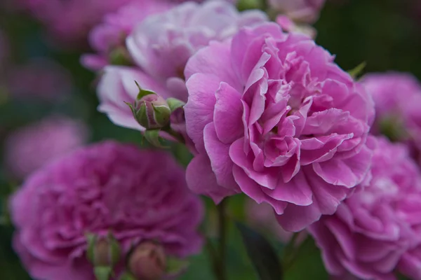 Rose Rose Jardin Été — Photo