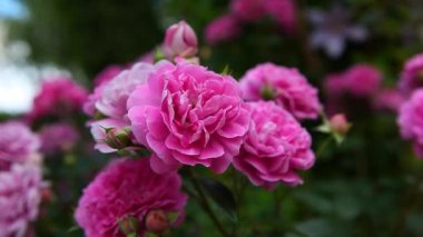 Pembe gül yaz bahçesi