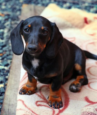 Dachshund Köpek Yaz Bahçesi