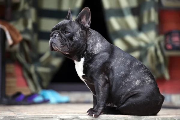 Black French Bulldog Garden — Stock Photo, Image