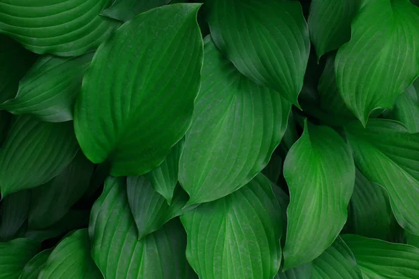 Grüne Pflanze Hintergrund Garten — Stockfoto