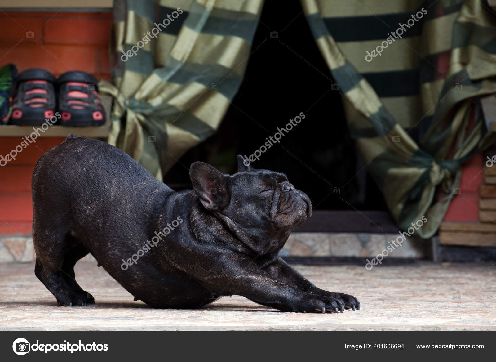 黒フレンチ ブルドッグ庭園 ストック写真 C Gorlov