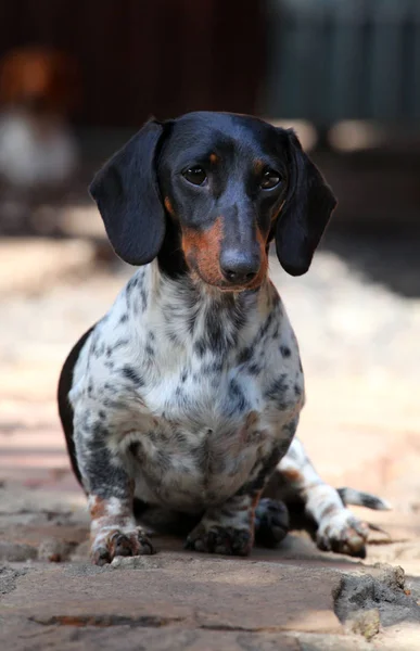 Dachshund Dog Jardim Verão — Fotografia de Stock