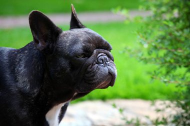 Siyah Fransız Bulldog Bahçe 