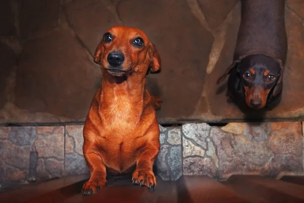 Dachshund Köpek Köpek Yavrusu Bahçe — Stok fotoğraf