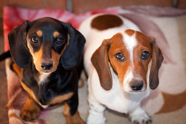 Dachshund köpek köpek yavrusu ev 