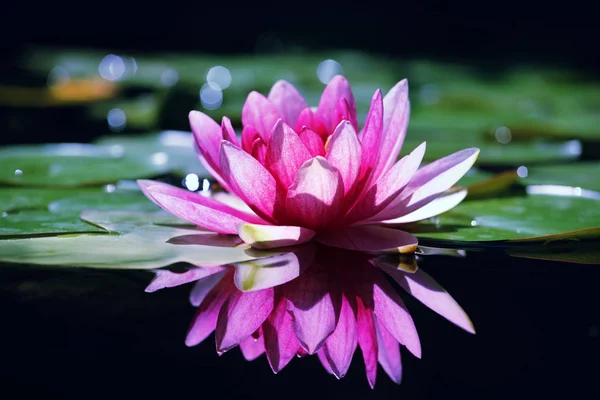 Pink Water Lily Garden — Stock Photo, Image