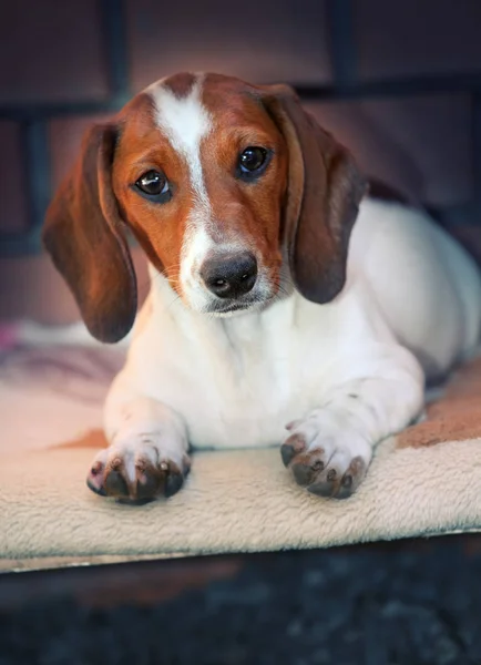 Teckel Hond Pup Home — Stockfoto