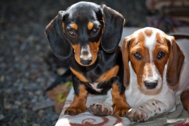 Dachshund köpek köpek yavrusu ev 
