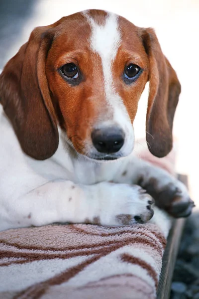 ダックスフント犬の子犬の家 — ストック写真