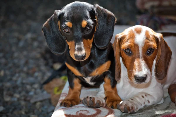 Dackel Hundewelpen Nach Hause — Stockfoto