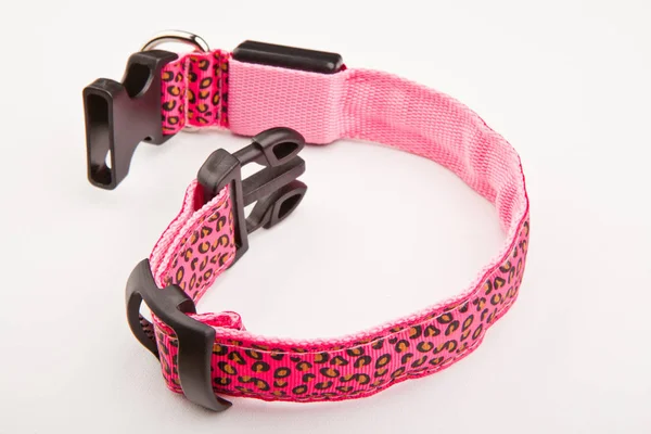 Collar Dog Rhinestones Studio — Stock Photo, Image