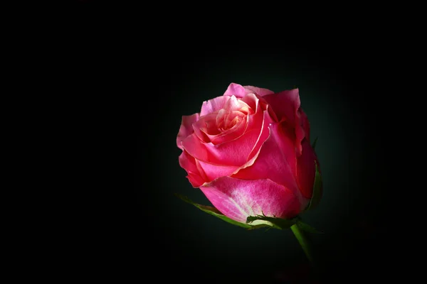 Vermelho Rosa Fundo Escuro — Fotografia de Stock