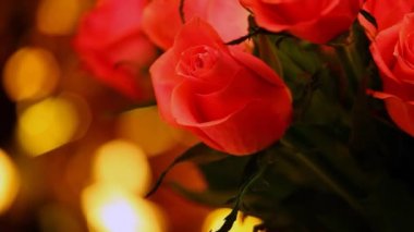 kırmızı gül altın bokeh