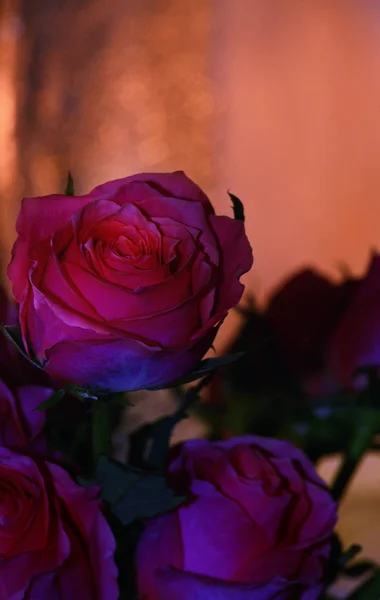Червона Троянда Золотий Боке — стокове фото