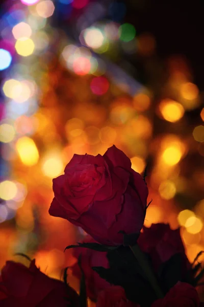 Rosso Oro Rosa Bokeh — Foto Stock