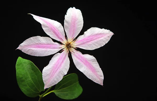 Estudio Flores Rosa Tropical —  Fotos de Stock