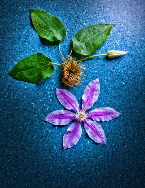 Růžový Květ Detaily Rostlin — Stock fotografie