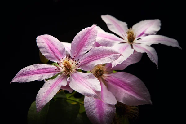 Tropical Pink Flower Studio — Stock Photo, Image
