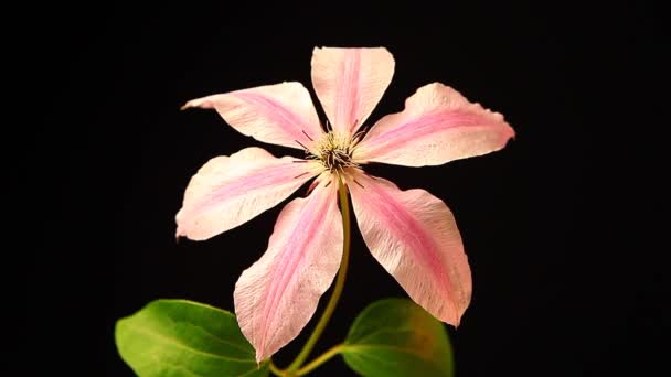 Τροπική Λουλούδι Ροζ Στούντιο — Αρχείο Βίντεο