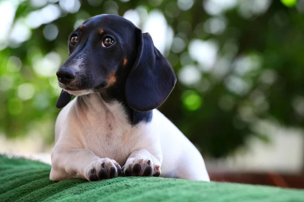 Dachshund Dog Giardino Estivo — Foto Stock