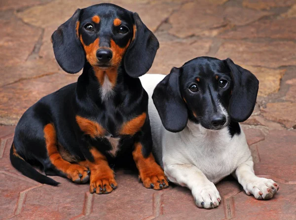 Dachshund Dog Jardim Verão — Fotografia de Stock