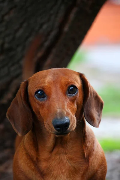 Dackel Hund Sommergarten — Stockfoto