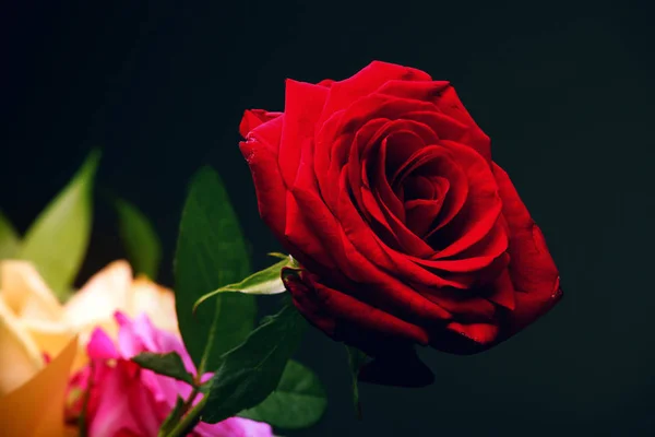 Rosa Rossa Fiori Sfondo Scuro — Foto Stock