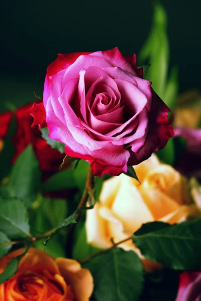 Рожеві Троянди Квіти Темний Фон — стокове фото