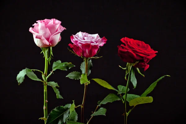 Vermelho Rosa Flores Fundo Escuro — Fotografia de Stock