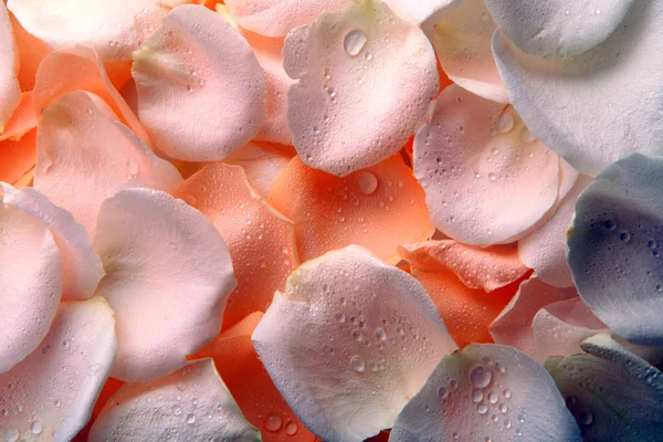 Pétalos Rosa Fondo Del Estudio — Foto de Stock