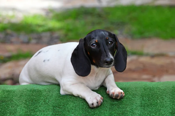 Dackel Hund Sommergarten — Stockfoto