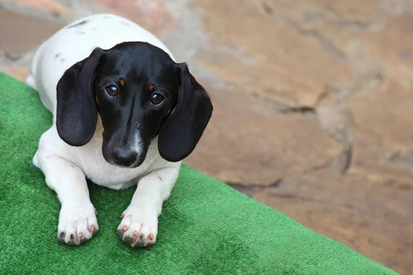 Dackel Hund Sommergarten — Stockfoto