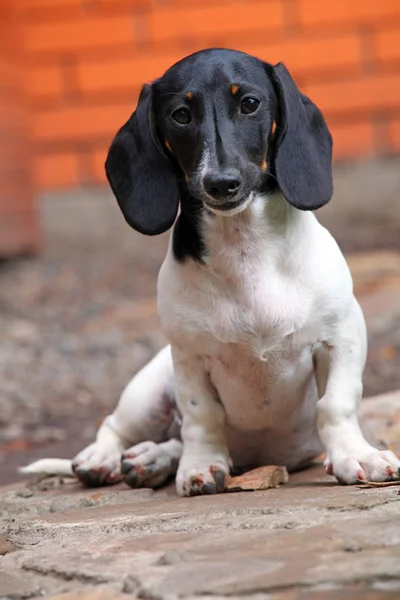 Dachshund Dog Jardim Verão — Fotografia de Stock