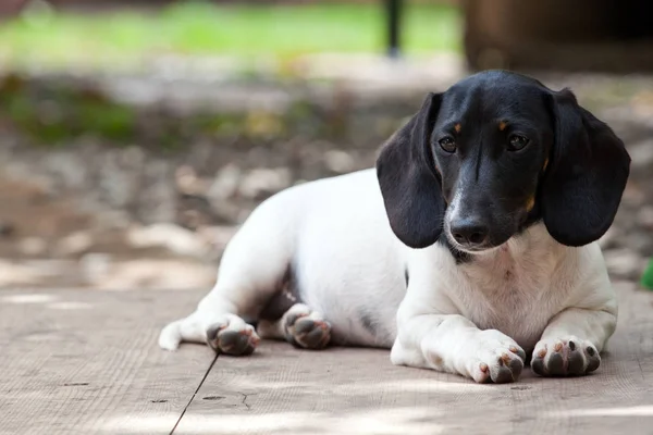 Dachshund Dog Giardino Estivo — Foto Stock