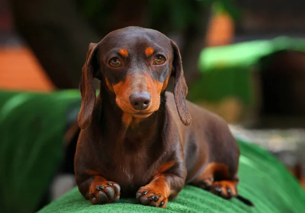 Teckel Hond Zomertuin — Stockfoto